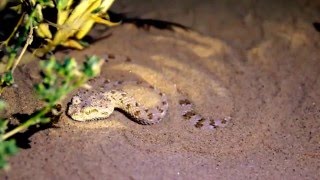 Arabian Horned Viper Cerastes gasperettii burrowing in the sand [upl. by Rozanne959]