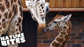 Baby Giraffe Learns How to Run  The Secret Life of the Zoo  Nature Bites [upl. by Inerney]