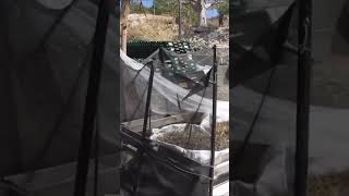 Durable Mosquito Net Bed Canopy [upl. by Ennasor504]