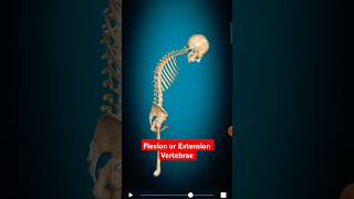 Flexion or Extension vertebrae column shortsvideo anatomy viralshorts [upl. by Poirer]