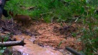 Hog Hunting with a Blowgun  First Attempt [upl. by Ocsic]