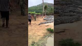 crocodilecrocodilesbiggest crocodile in the worldbig crocodilefunny crocodilegiant [upl. by Anirba219]