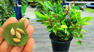 How To Grow Cardamom From seeds How to Grow Elaichi [upl. by Newman]