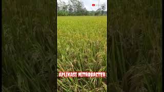 Padi Nitrobacter Tanpa Pupuk Kimia ll Shorts Video [upl. by Eberhard413]