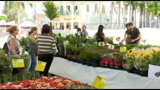 Festival de Flores de Holambra Balanço Geral  040517 [upl. by Diva]