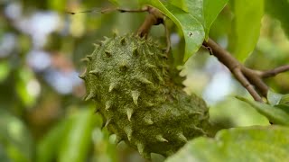 topped 15yrs ago… SOURSOP TREE UPDATE [upl. by Nemsaj]