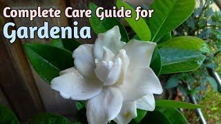 All About GardeniasHow to Grow Gardenia PlantGardenia CareGardenia Plant Care [upl. by Stovall]