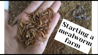 HOW TO START A MEALWORM FARM  CLEANING YOUR MEALWORM HABITAT [upl. by Ennire]