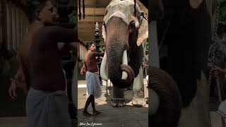 ഓമല്ലൂരാന manikandan pathanamthitta elephant sabarimala aana shorts reels aanapremi ayyappa [upl. by Aicile626]