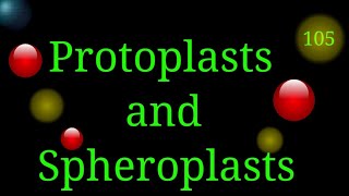 Protoplasts amp Spheroplasts EnteMicrobialWorldmicrobes microbiology bacteria cellbiology cell [upl. by Enimisaj]