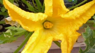 Comment polliniser ses courgettes [upl. by Sverre229]