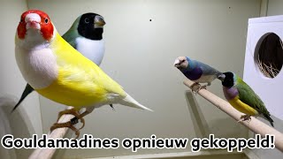 Gouldamadines opnieuw gekoppeld  Vogel 2023 [upl. by Erdua]