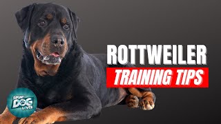 How to Train Your Rottweiler  Best Rottweiler Puppy Training Tips [upl. by Ardelis]