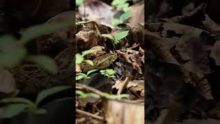 Pit Viper in Corcovado [upl. by Braynard]