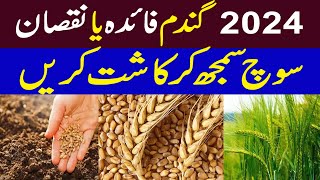 Wheat Profitable Season 2024  Wheat Farming in Pakistan  Wheat Cultivation in Pakistan [upl. by Haisa529]