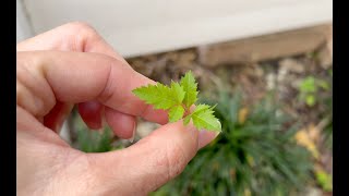 Don’t plant these in Florida Two VERY invasive plants [upl. by Eekorehc]