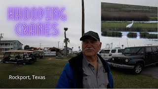 Whooping Crane Tour 2021 Rockport Texas [upl. by Ajed]