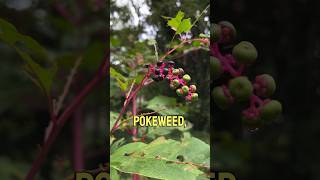 A poisonous elderberry lookalike foraging elderberry plants [upl. by Luis]