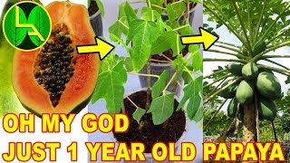 How to grow papaya plant from grocery papaya [upl. by Humble602]