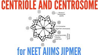 Structure of Centriole and Centrosome [upl. by Solohcin]