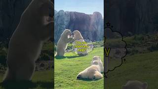 Bear vs Bear 🐻😅 shorts bear youtubeshorts viralvideo animal [upl. by Reinaldo440]