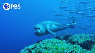 Monk Seals on the Brink of Extinction [upl. by Sedinoel775]