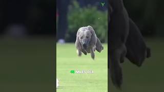 Top 3 Fastest Dog Breeds in the World 🐕  Zain Sheikh [upl. by Selij]