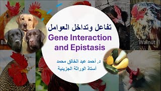 التفاعل والتفوق Gene Interaction and Epistasis [upl. by Aliahs408]