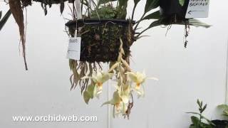 OrchidWeb  Stanhopea ruckeri [upl. by Adrienne314]