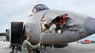 What Happens When Crazy Birds Hit 100 Million US Air Force Jets MidAir [upl. by Viviene611]