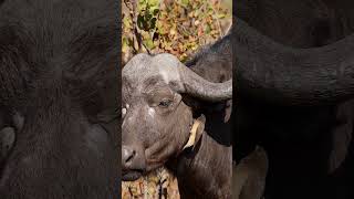 Oxpecker Bird With Buffalo Wincent gaR4i wildlife nature bird [upl. by Armstrong]