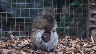 Potoroo Joey Emerges at Longleat [upl. by Eziechiele]