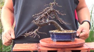 Bonsai Zero Olmo  Defoliado y Remodelado [upl. by Yrokcaz87]