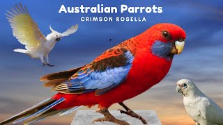 Australian Crimson Rosella Parrot  Captivating Sound Fascinating Wild Bird  Part 3 [upl. by Leschen]