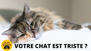 COMMENT SAVOIR SI MON CHAT EST TRISTE 👉 Les Signes qui Montrent que votre chat est Malheureux [upl. by Mady]