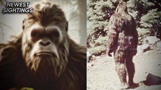 This New Bigfoot Footage PROVES They Exist [upl. by Nosidam]