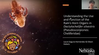 BDF 21  Evolution and Genetics Ram’s Horn Organs in Pseudoscorpiones  Laura Segura [upl. by Niassuh]