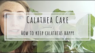 Calathea Care how to keep Calathea plants happy [upl. by Sayce982]