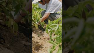 감자 자연을 담다 GAMJA  Korea Farm Food  K Farm ASMR  KOREAENG SUB farming 국립농업박물관 [upl. by Spear151]