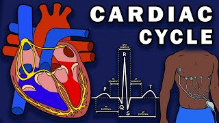 THE CARDIAC CYCLE  Phases Pressure Changes ECGEKG [upl. by Nnyleuqaj242]