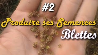 🌱 Produire ses semences 2 x BLETTE ou Côte de Bette 🌱 [upl. by Akirret]