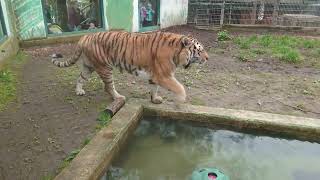 Sibirischer Tiger in Zoo Neuwied [upl. by Dionysus]