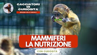 Vertebrati Mammiferi  La NUTRIZIONE per la scuola primaria [upl. by Ahsino]