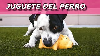 Sonidos de juguete para perros Efectos de Sonido [upl. by Akirat]