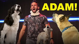 Roderick Strong does his yelling gimmick to his dogs at home [upl. by Ronda]