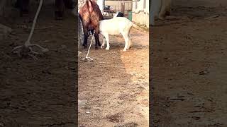 good enjoy short morning goats village life 199 [upl. by Lekram]