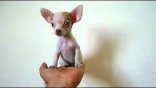 Wow   Chihuahua Micro Teacup Male  Amazing [upl. by Fuller]