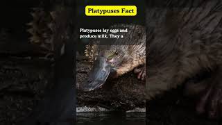 quotInteresting Platypus Factsquot shortsfeed truefactstoday youtubeshorts shortsvideo Ranishfacts [upl. by Doll]