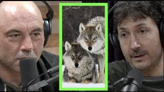 A Pack of Wolves Came After Glenn Villeneuve  Joe Rogan [upl. by Winikka668]