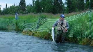 First timers get help fishing the Kenai River Sockeye Salmon run Larry From Washington [upl. by Irme11]